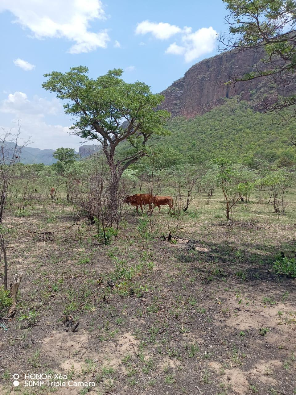 Livestock grazing in rural Limpopo near Mokopane