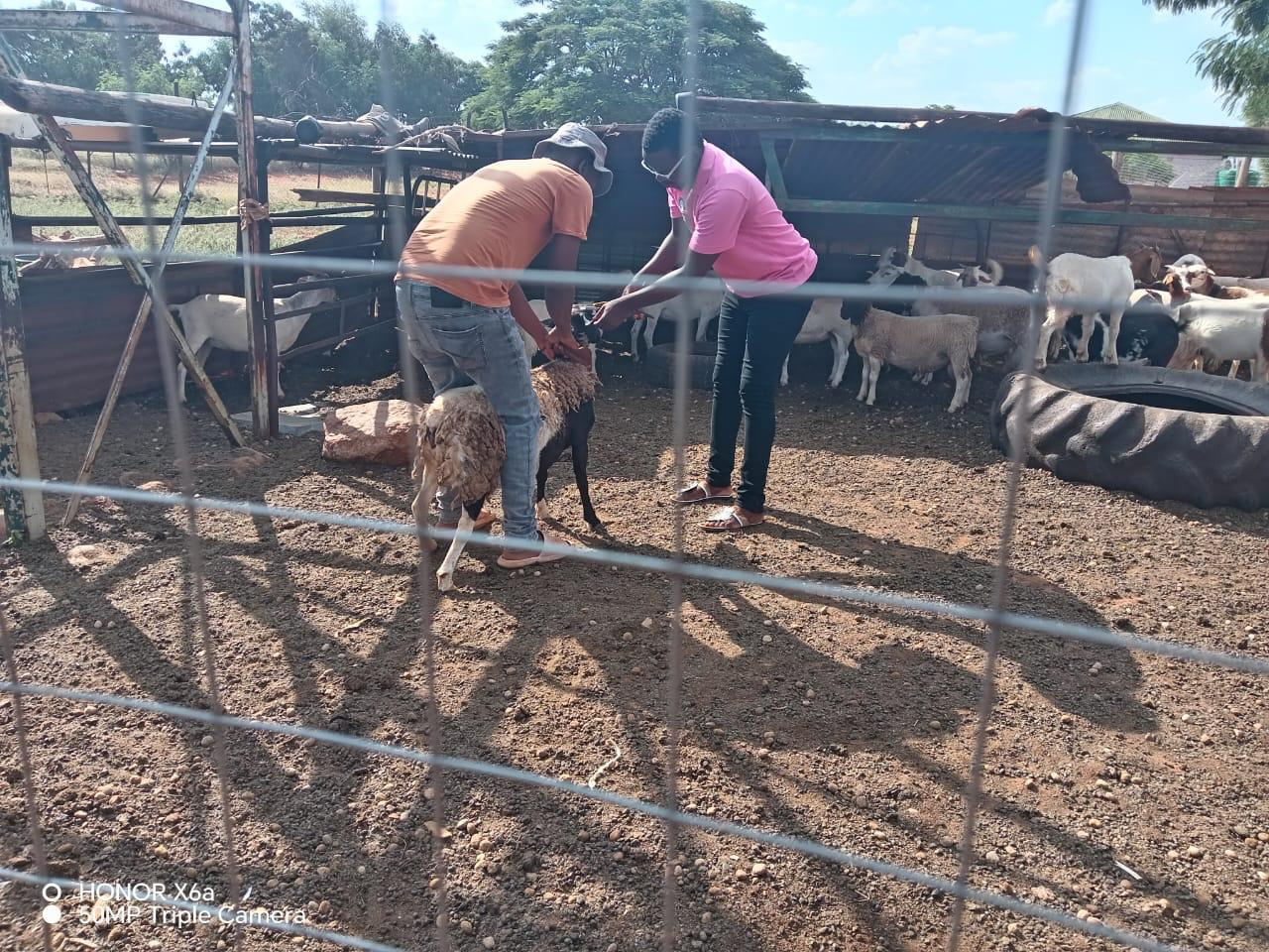 Abiri Innovations testing livestock tracking technology with farmers